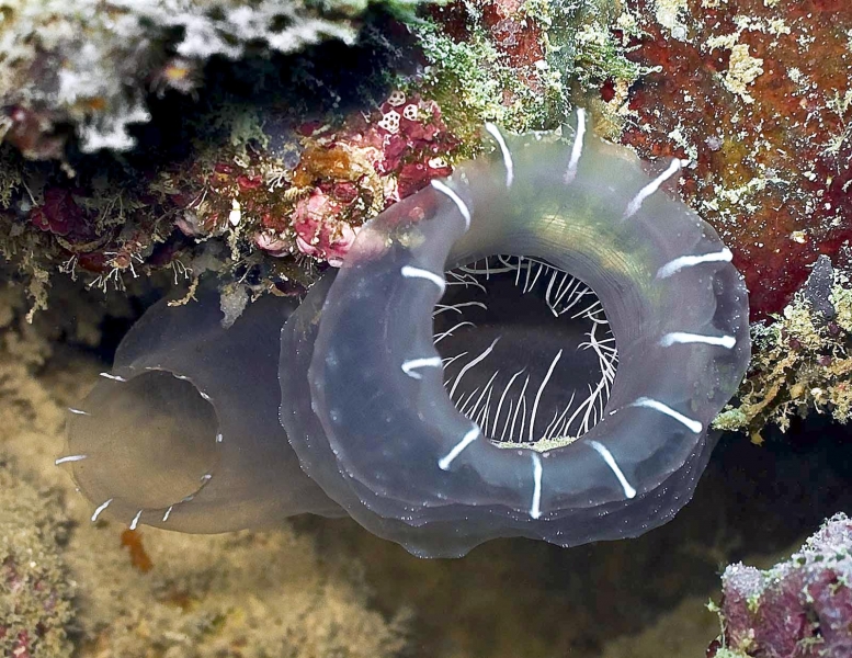 Sea Squirt Ocean Treasures Memorial Library